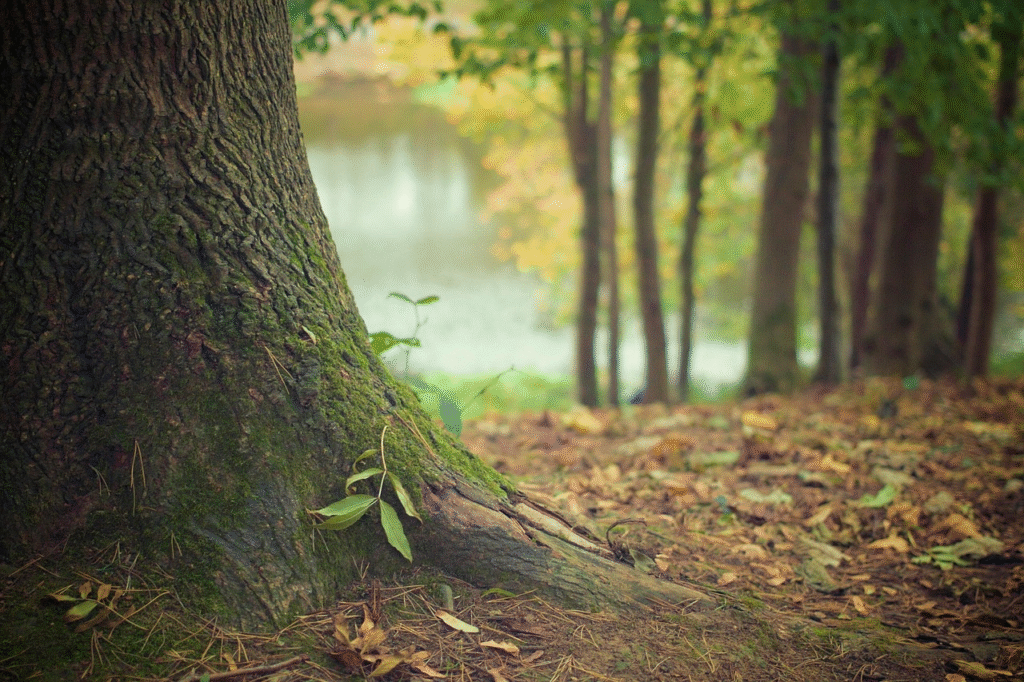 Two saplings growing from a strong tree trunk, one wilted and one thriving, symbolizing resilience and healing through psychotherapy and telehealth with Katalin Reszegi PhD, licensed clinical psychologist in California.
