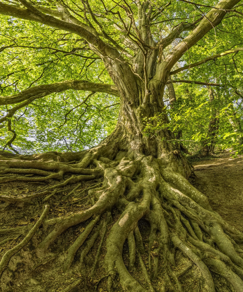 Oak tree with strong roots and branches symbolizing building solid ground for healing in psychotherapy with Katalin Reszegi PhD, California psychologist.