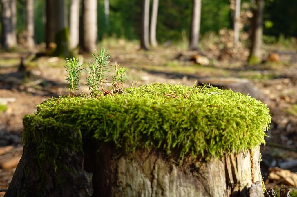 Tree stump with new saplings growing on it, symbolizing renewal and connection through group therapy with Katalin Reszegi PhD, licensed clinical psychologist in California.