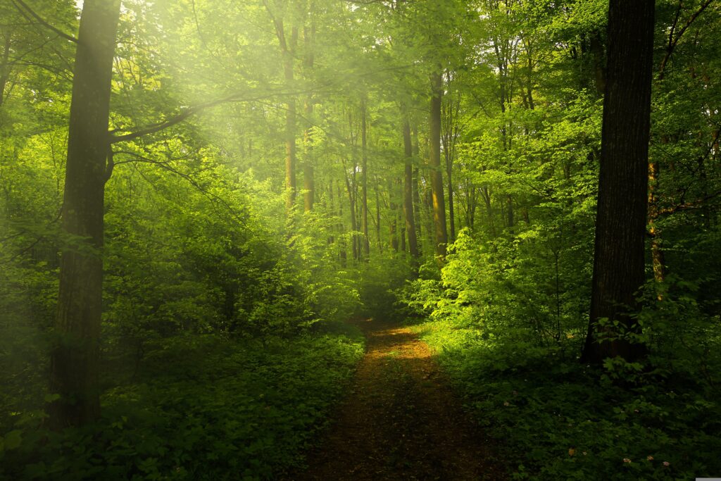 Sunlight rays shining through a peaceful forest, symbolizing hope, healing, and personal growth in therapy