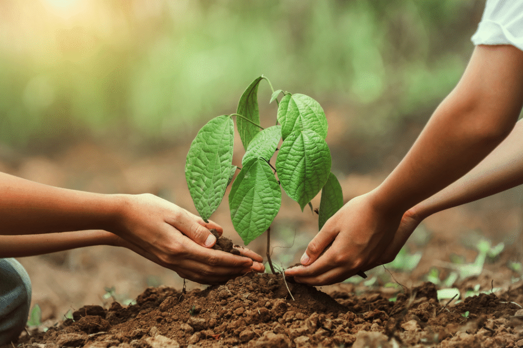 Two hands planting a young tree in soil, symbolizing interprofessional collaboration and integrated mental health care services.